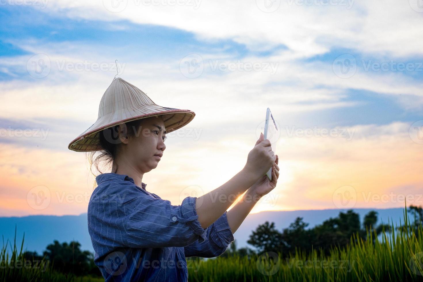 agricultora usando um tablet digital enquanto plantava mudas de arroz verde em um arrozal com um lindo céu e nuvens foto