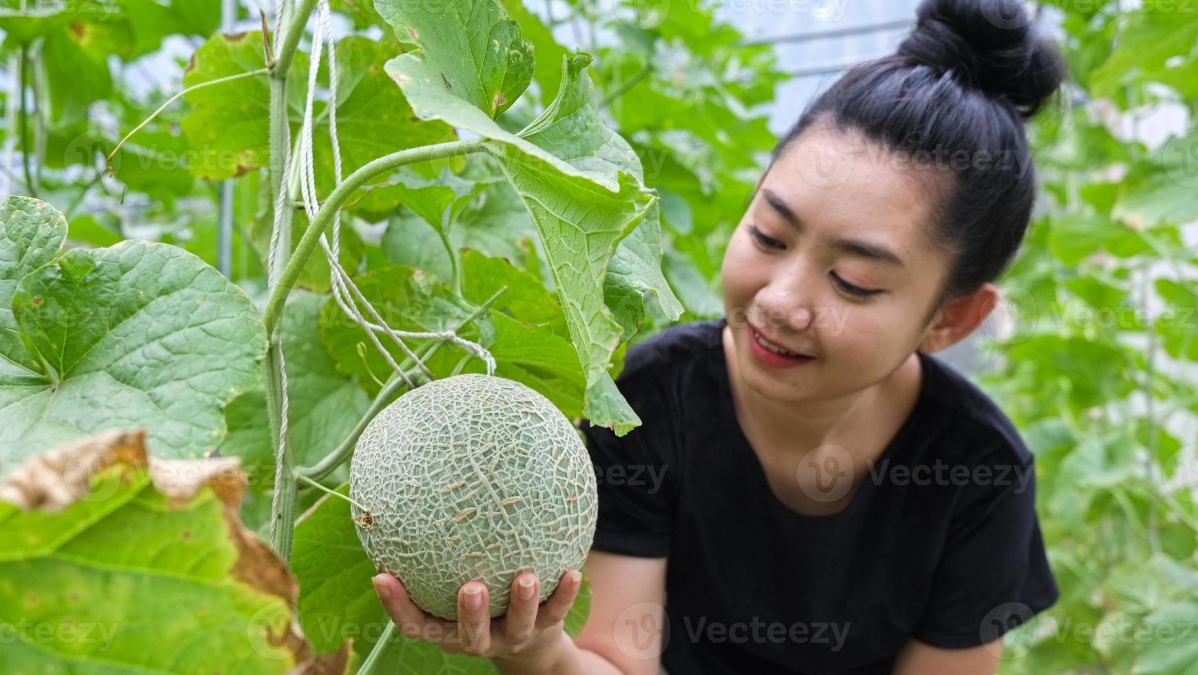 mulher asiática segurando melão crescendo em uma estufa foto