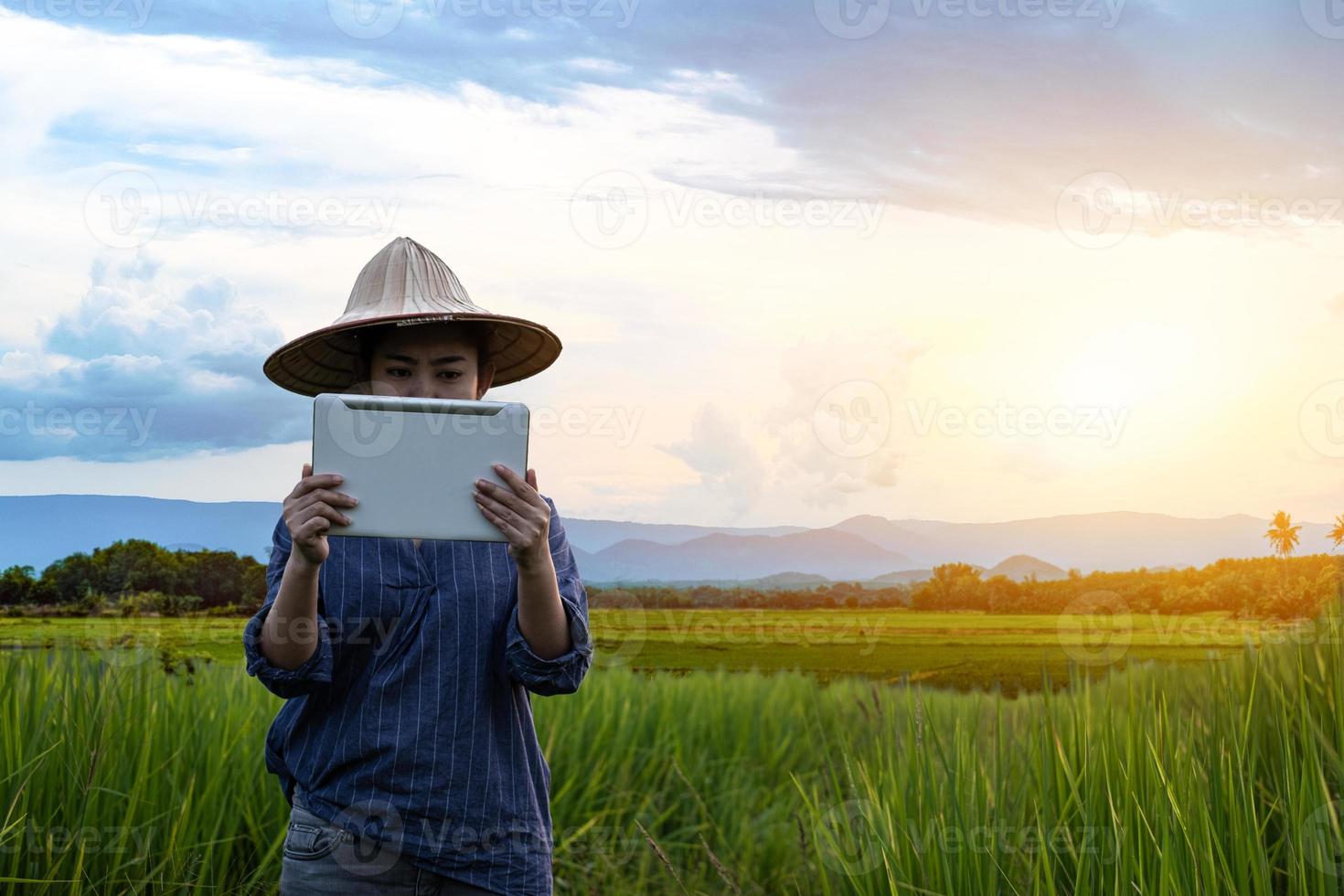 agricultora usando um tablet digital enquanto plantava mudas de arroz verde em um arrozal com um lindo céu e nuvens foto