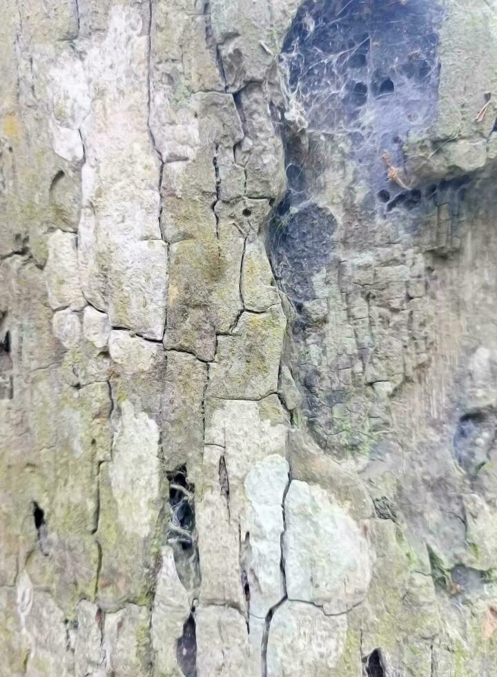 textura de casca de árvore foto