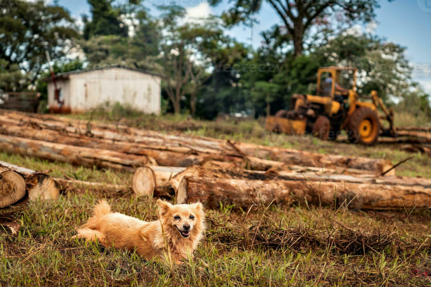 uma luz Castanho cachorro cachorro é pacificamente em repouso em a grama, com uma trator visível dentro a fundo em uma ensolarado dia. a pequeno cachorro pacientemente espera para Está proprietário para terminar seus trabalhos dentro a campo. foto