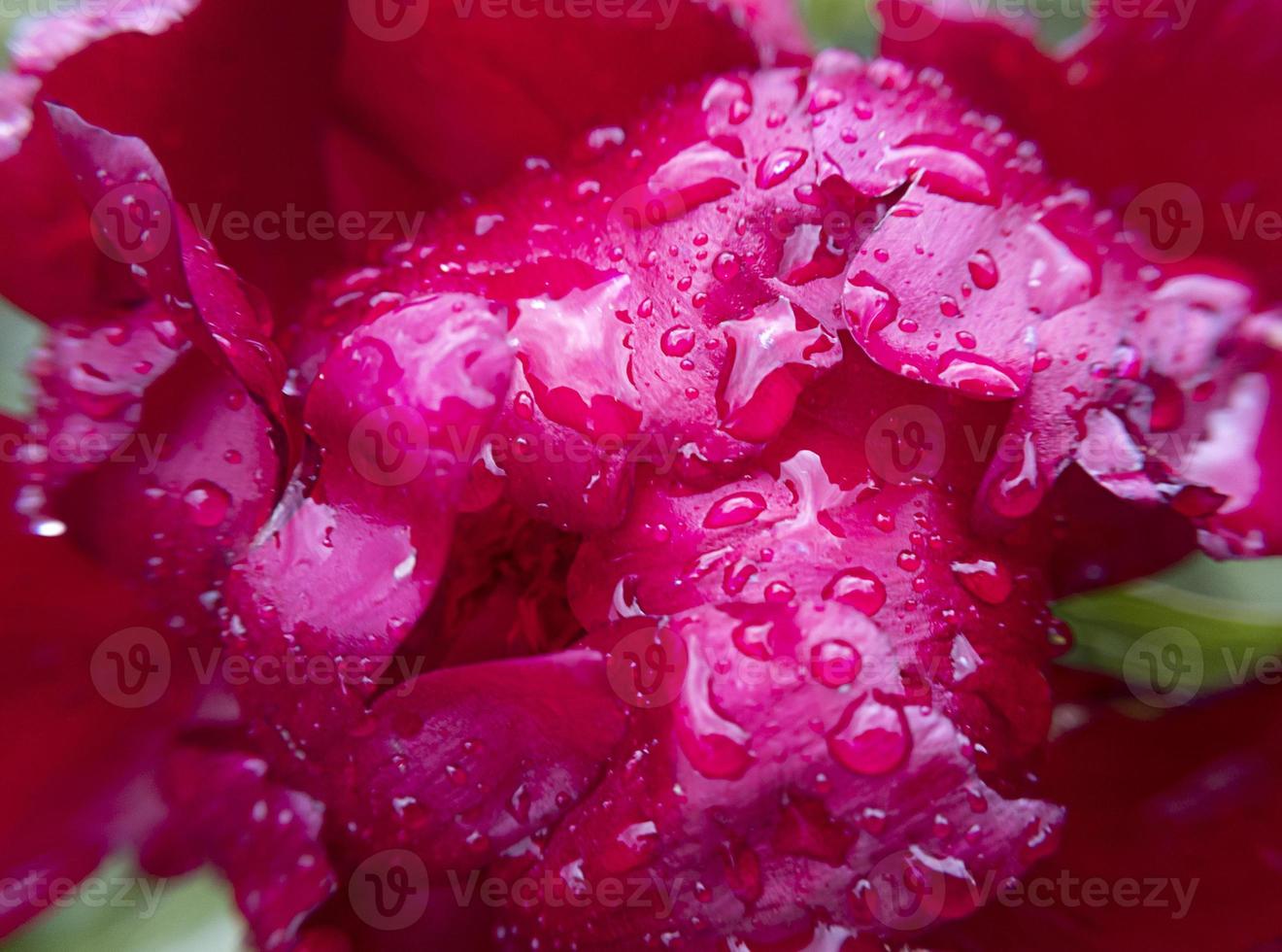 botão de flor de peônia vermelha macro com gotas de chuva nele. foto