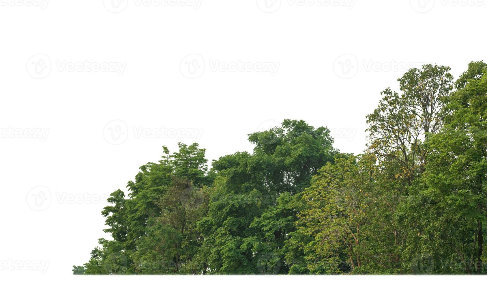 árvores verdes isoladas em fundo branco são floresta e folhagem no verão para impressão e páginas da web com caminho de corte e canal alfa foto