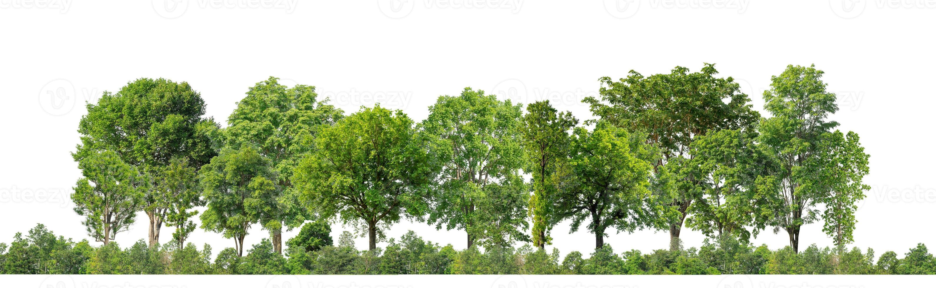 árvores verdes isoladas no fundo branco. são floresta e folhagem no verão para impressão e páginas da web com caminho de corte e canal alfa foto