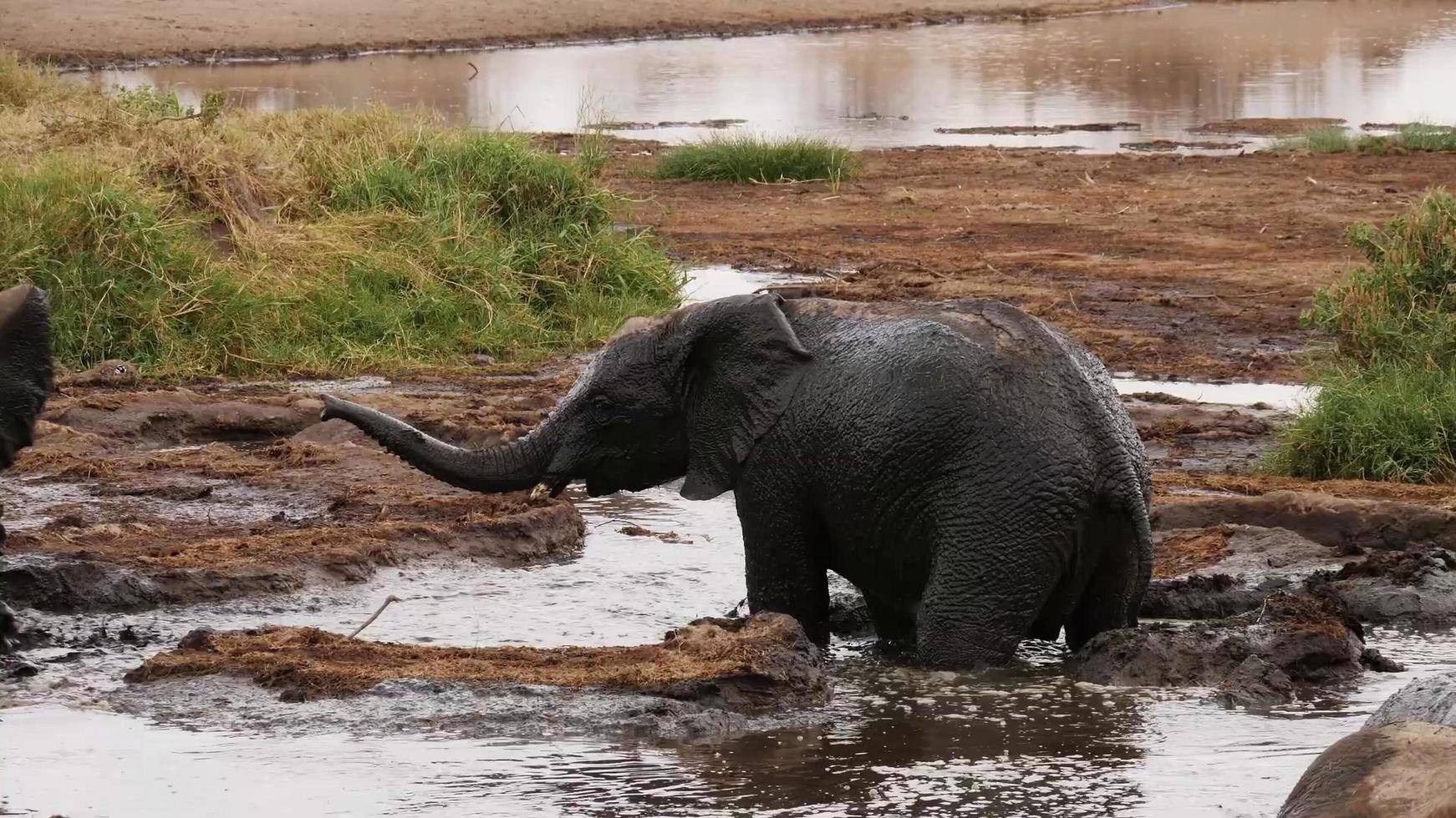 elefante bebê tomando banho de lama levantando a tromba foto