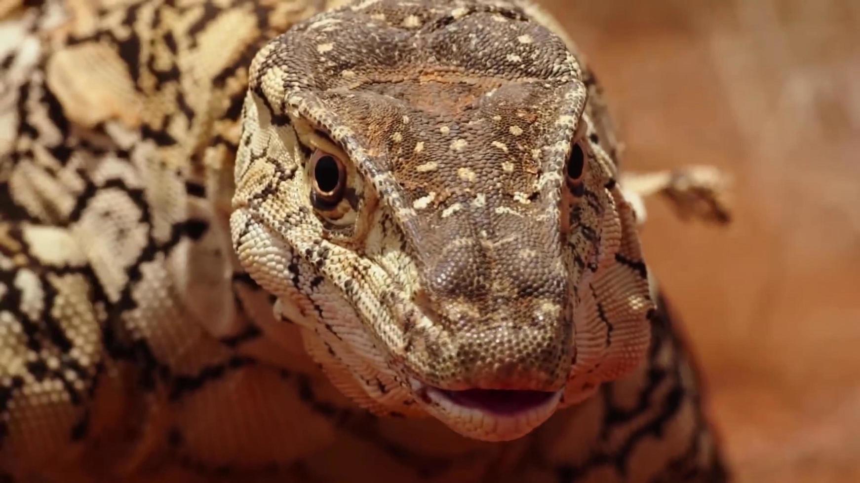 fotos em close de um monitor com escamas de lagarto visíveis