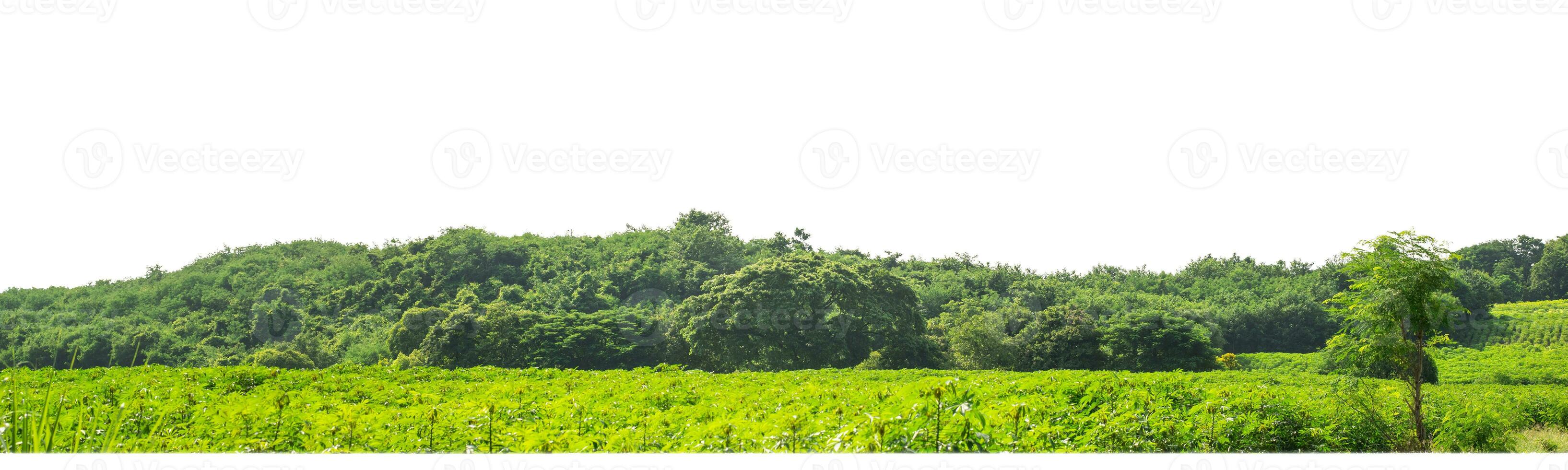 árvores verdes isoladas no fundo branco. são floresta e folhagem no verão para impressão e páginas da web com caminho de corte e canal alfa foto