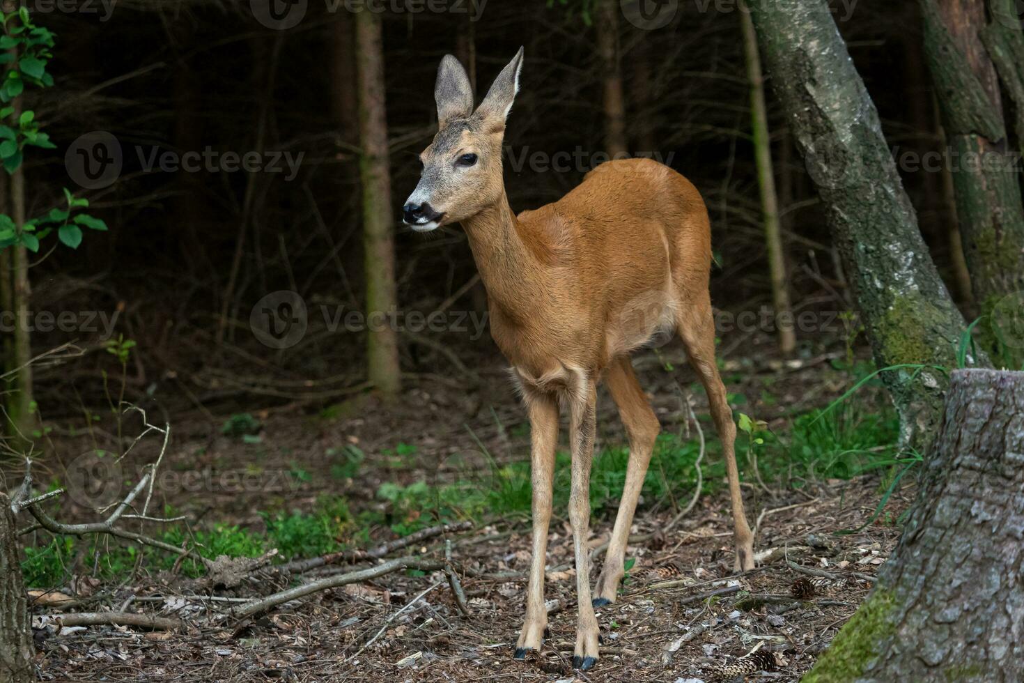 Corça na floresta de abetos capreolus capreolus corça selvagem na natureza