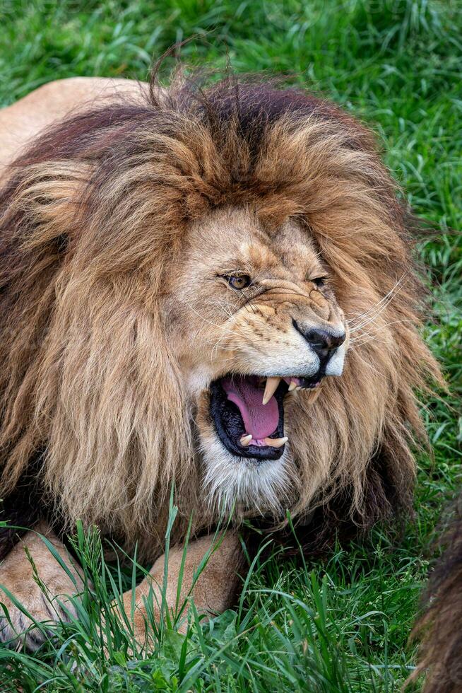 africano leão rugindo com aberto boca foto