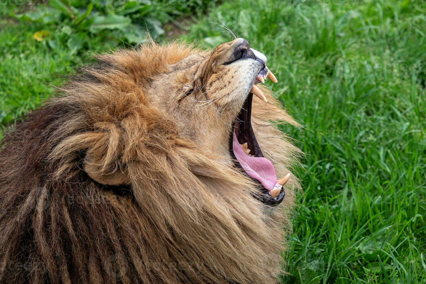 bocejando leão com muito afiado dentes foto