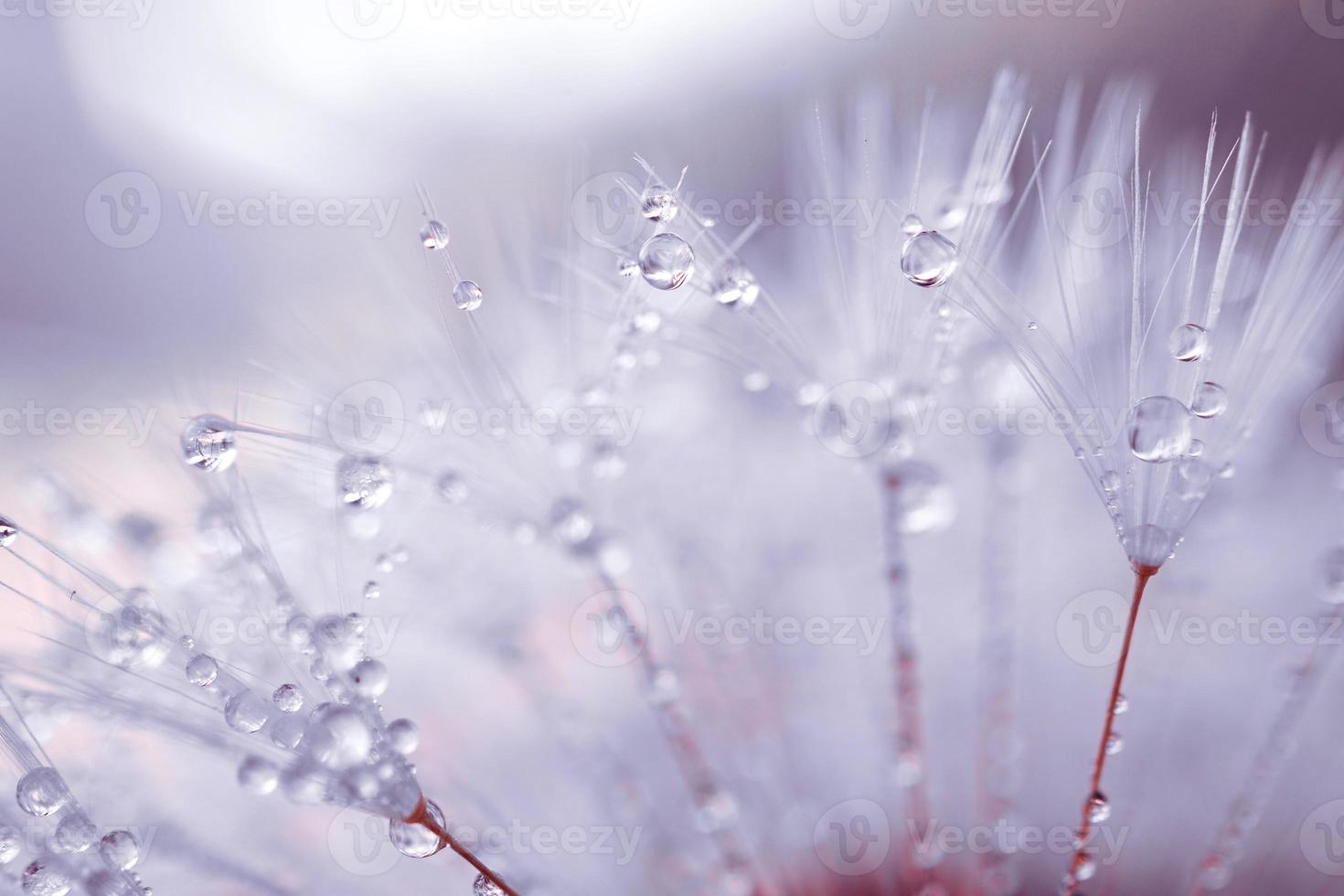 gotas na flor dente de leão foto