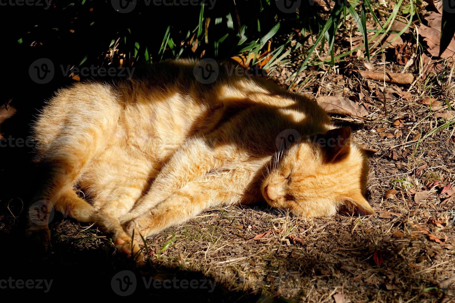 lindo retrato de gato de rua foto