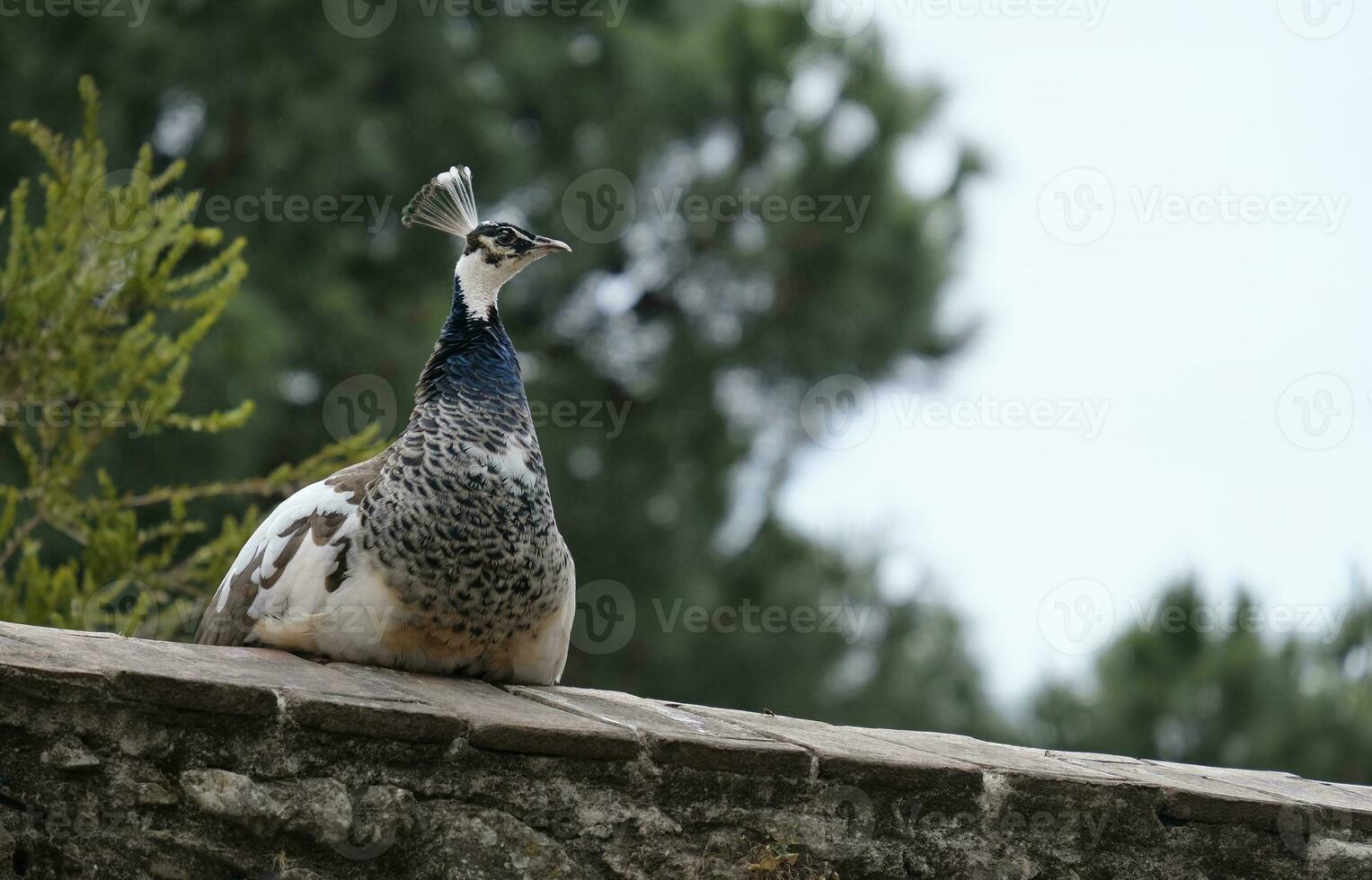 seletivo foco em uma fêmea pavão sentado em uma parede foto