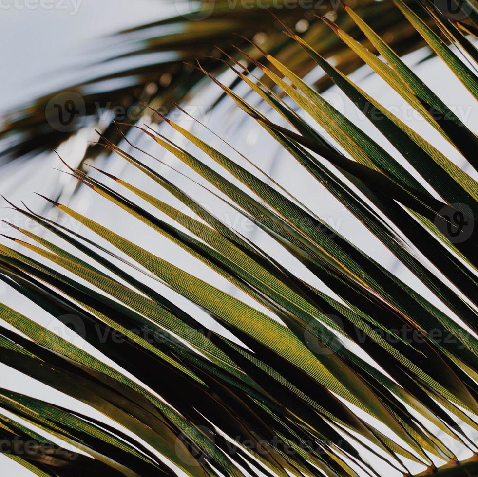 folhas de palmeira na primavera foto