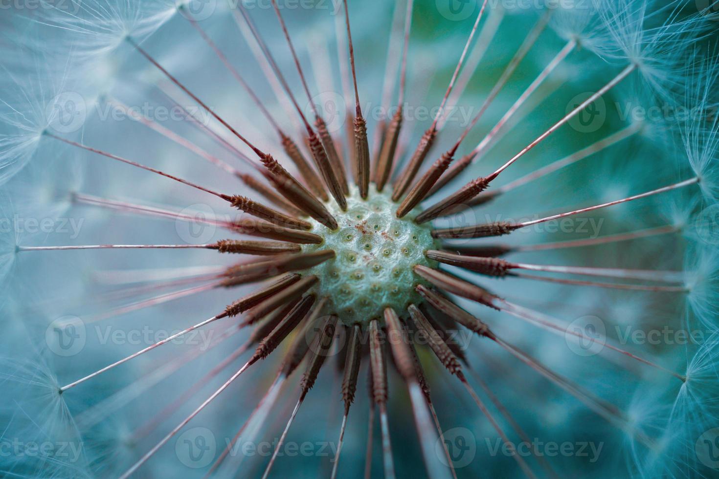 linda flor dente de leão na primavera foto