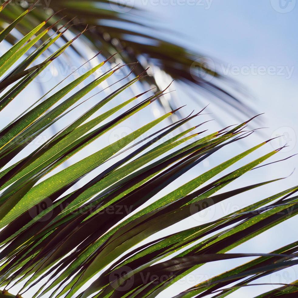 folhas de palmeira na primavera foto