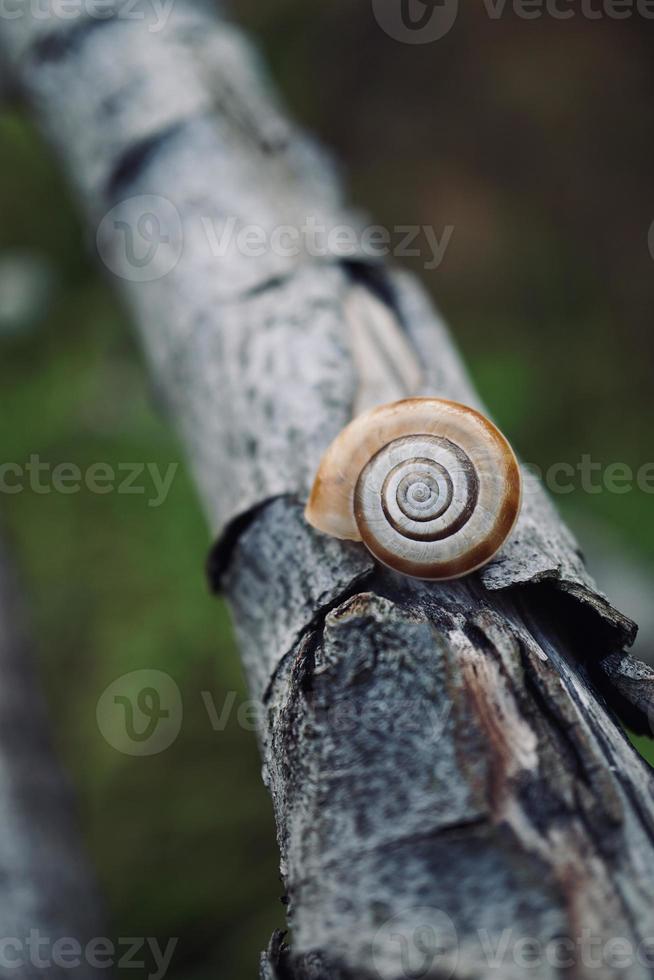 pequeno caracol no tronco foto