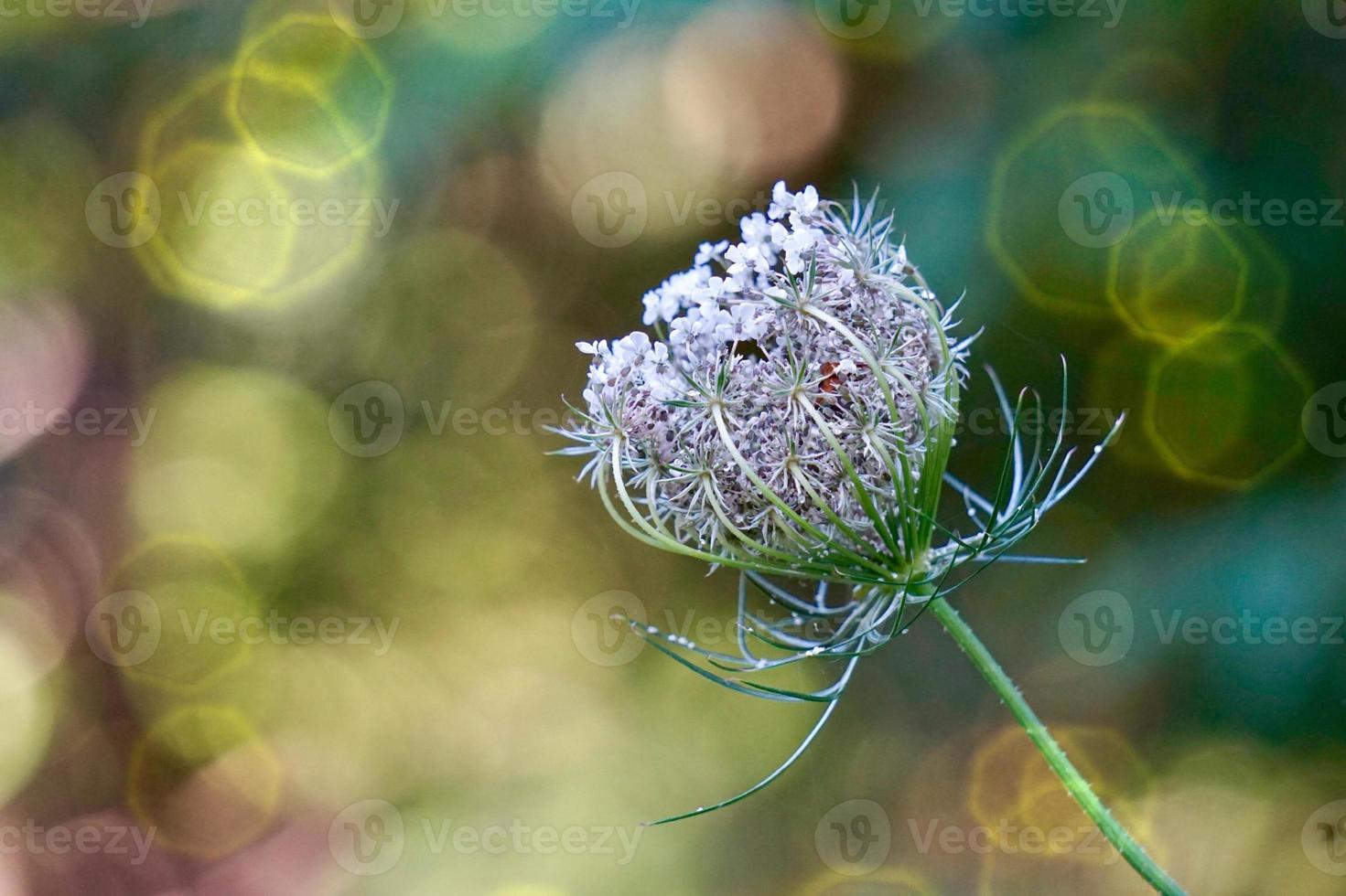 bela planta de flor verde na primavera foto