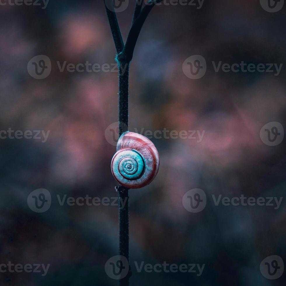 pequeno caracol na planta foto