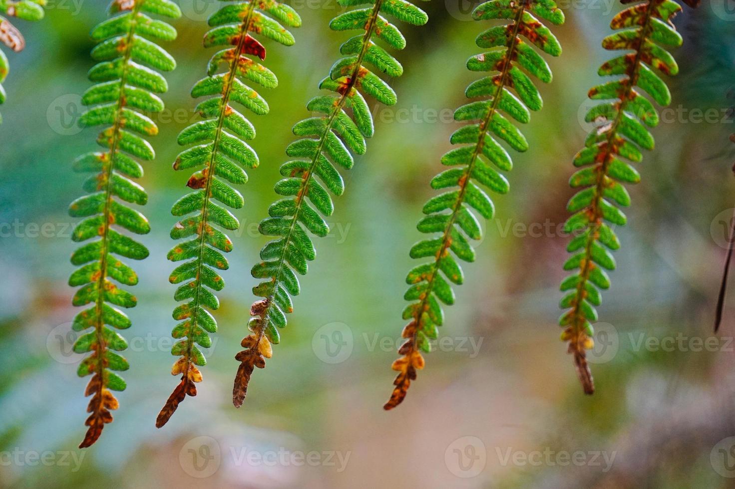 folhas verdes de samambaia na primavera foto