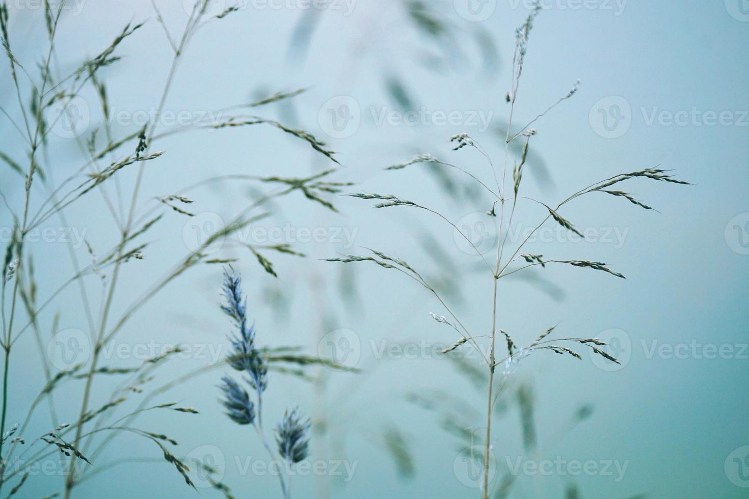 silhueta de plantas de flores e céu azul foto