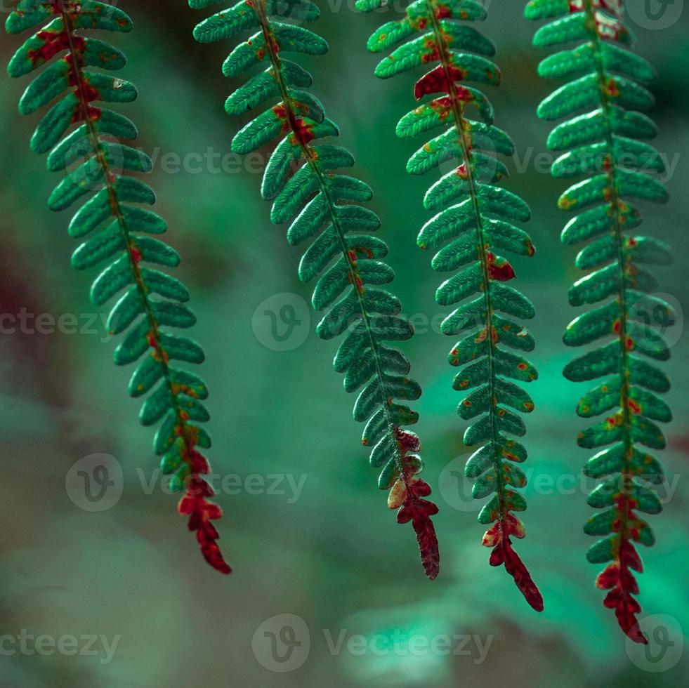 folhas verdes de samambaia na natureza foto