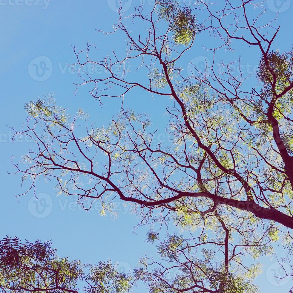 galhos de árvores na primavera foto