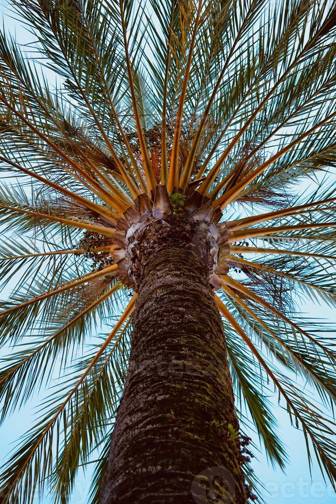 palmeira na natureza foto