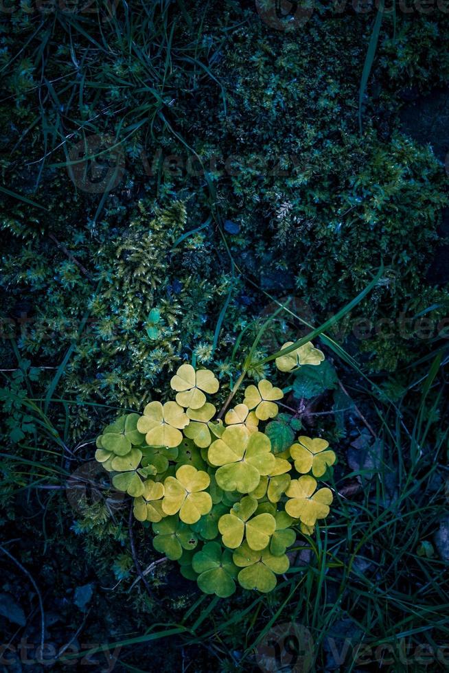 folhas verdes da planta na primavera foto