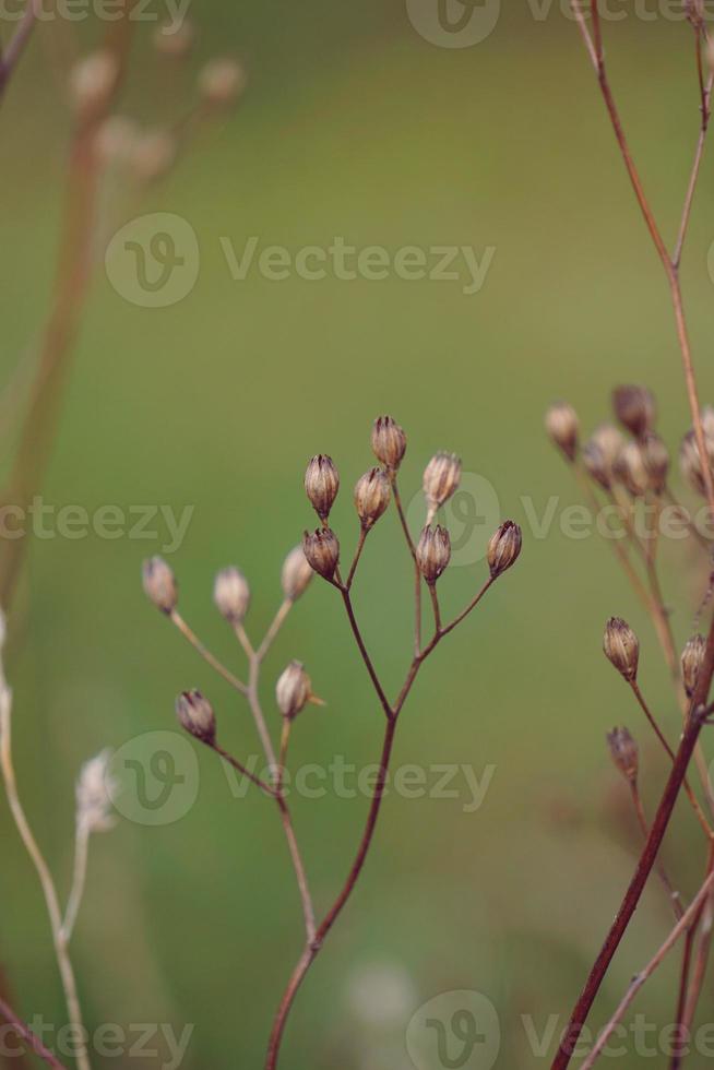 planta de flor seca no outono foto