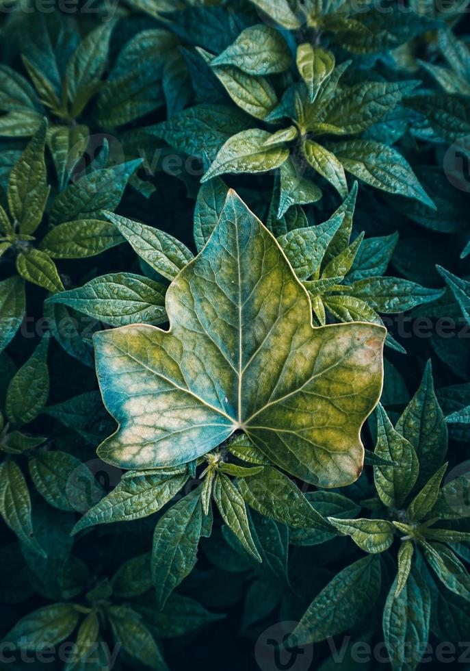 folhas verdes da planta na primavera foto