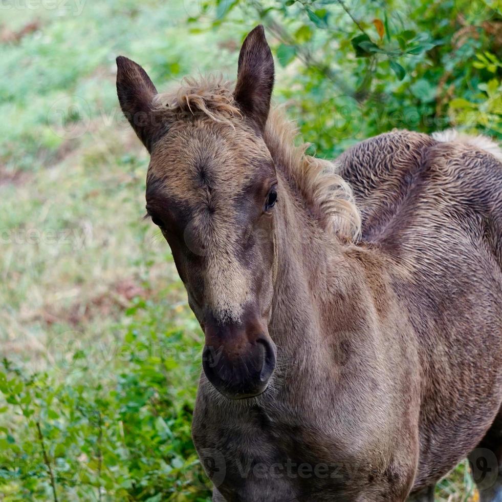 lindo retrato de cavalo marrom foto