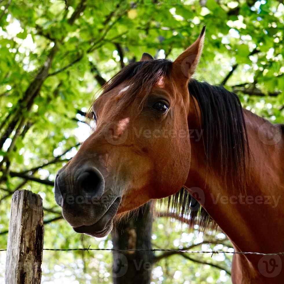 lindo retrato de cavalo marrom foto