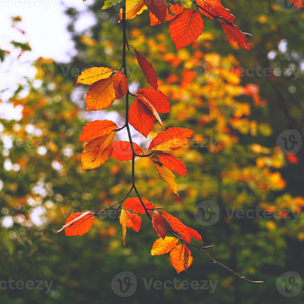 folhas marrons da árvore no outono foto