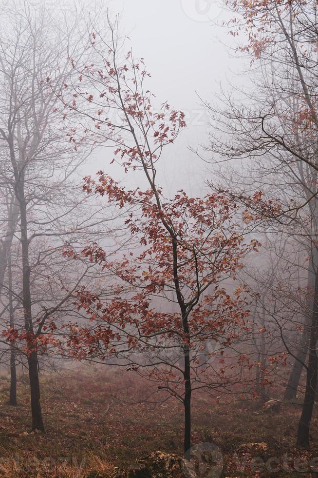 árvores na floresta na temporada de outono foto