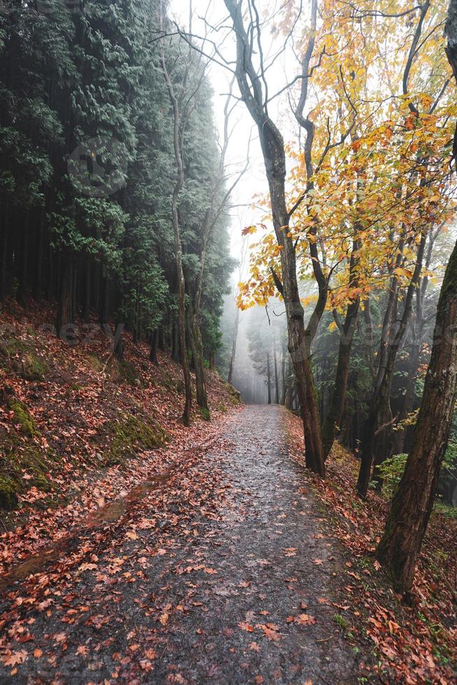 estrada na floresta na temporada de outono foto