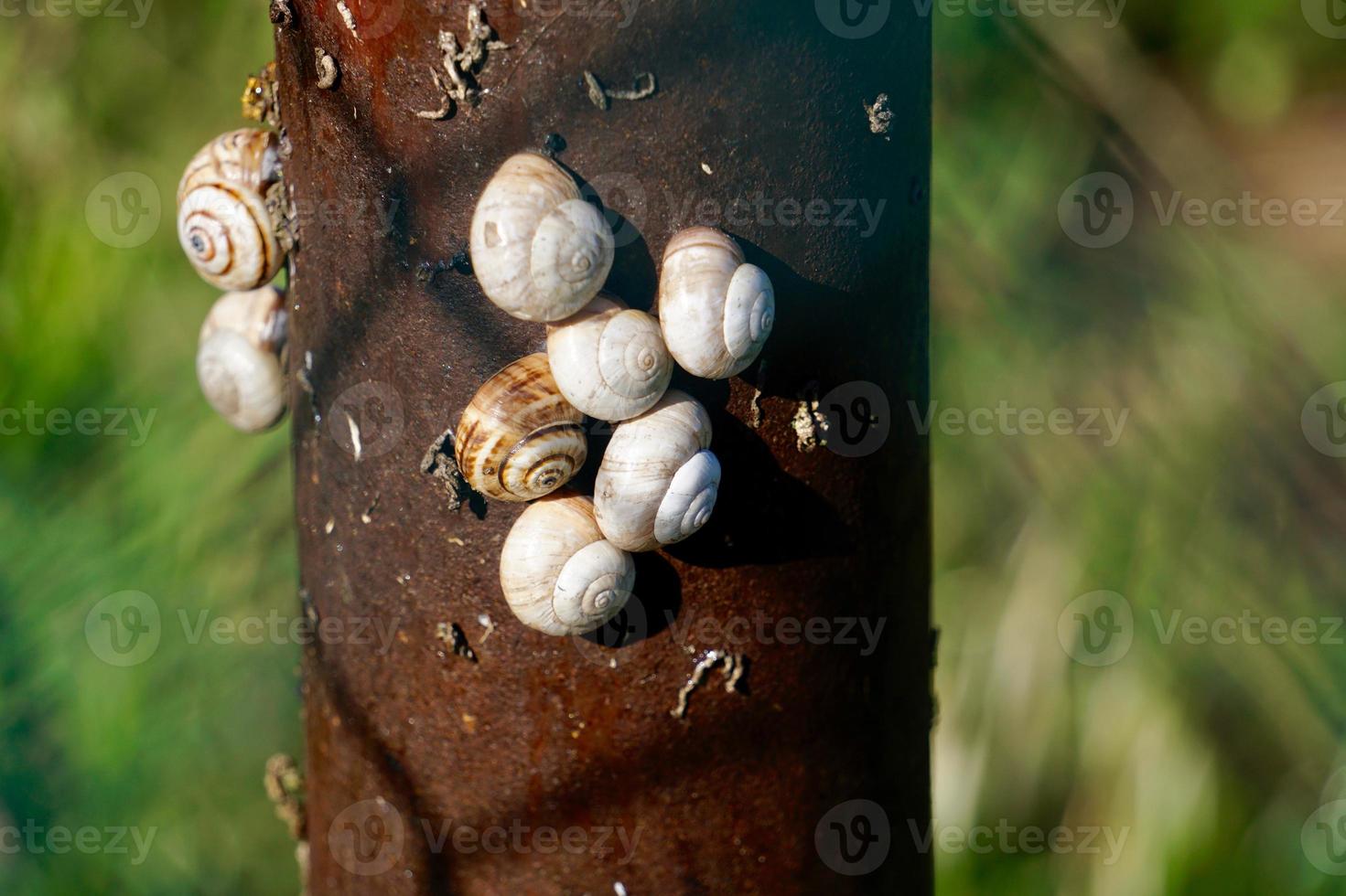 pequeno caracol marrom na natureza foto