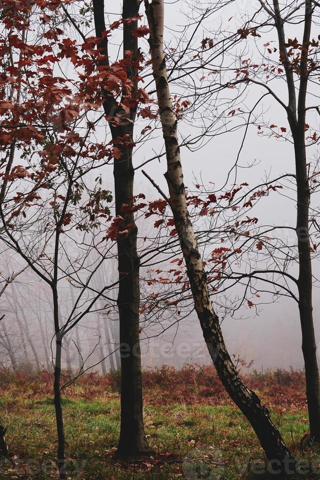 árvores na floresta na temporada de outono foto