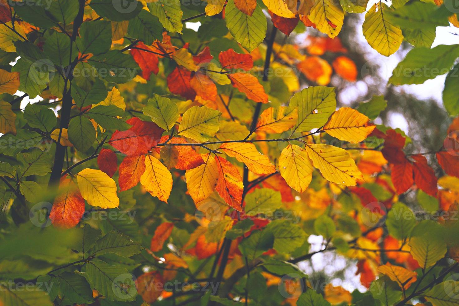 folhas marrons da árvore no outono foto