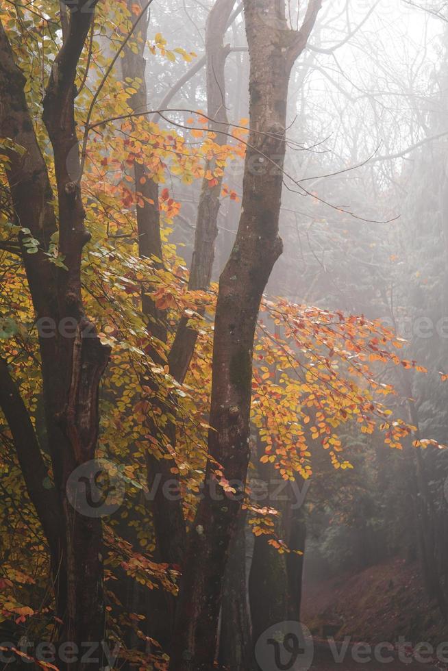 árvores na floresta na temporada de outono foto