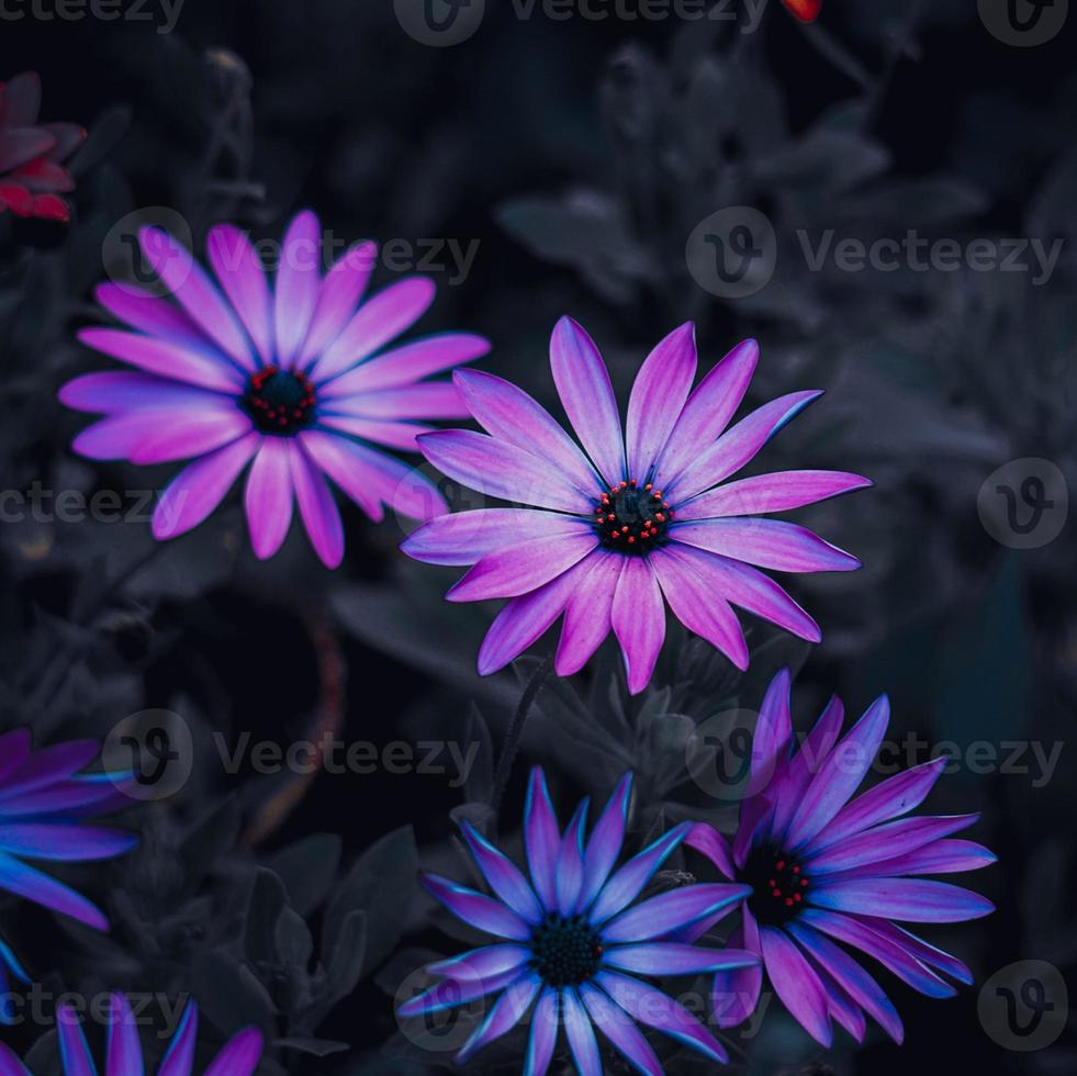 flores rosas românticas no jardim na primavera foto