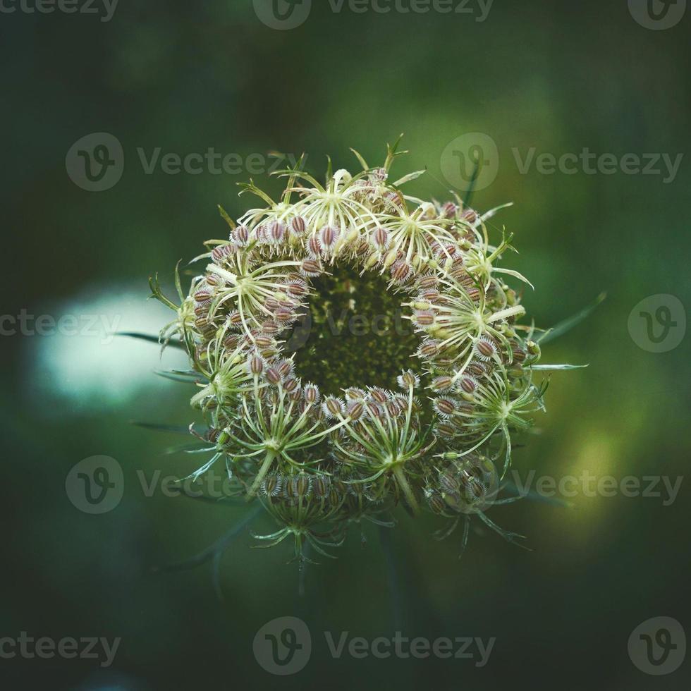 planta de flor verde na natureza na primavera foto