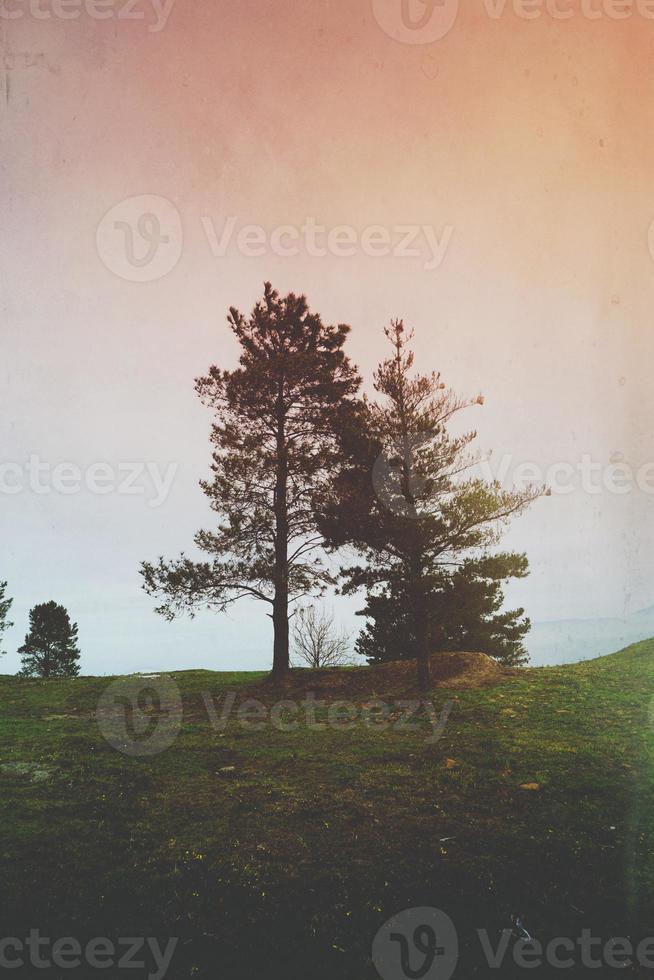 árvores na montanha na temporada de outono foto