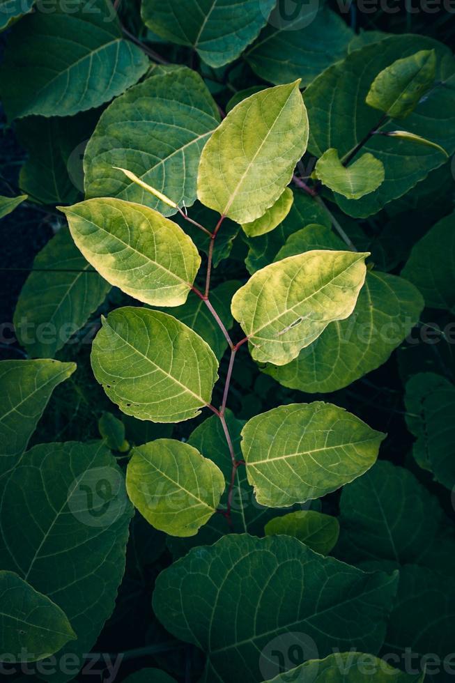 folhas verdes da planta na primavera foto