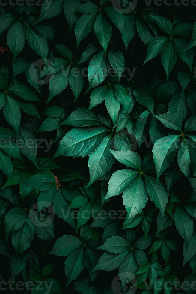 folhas verdes da planta na primavera foto