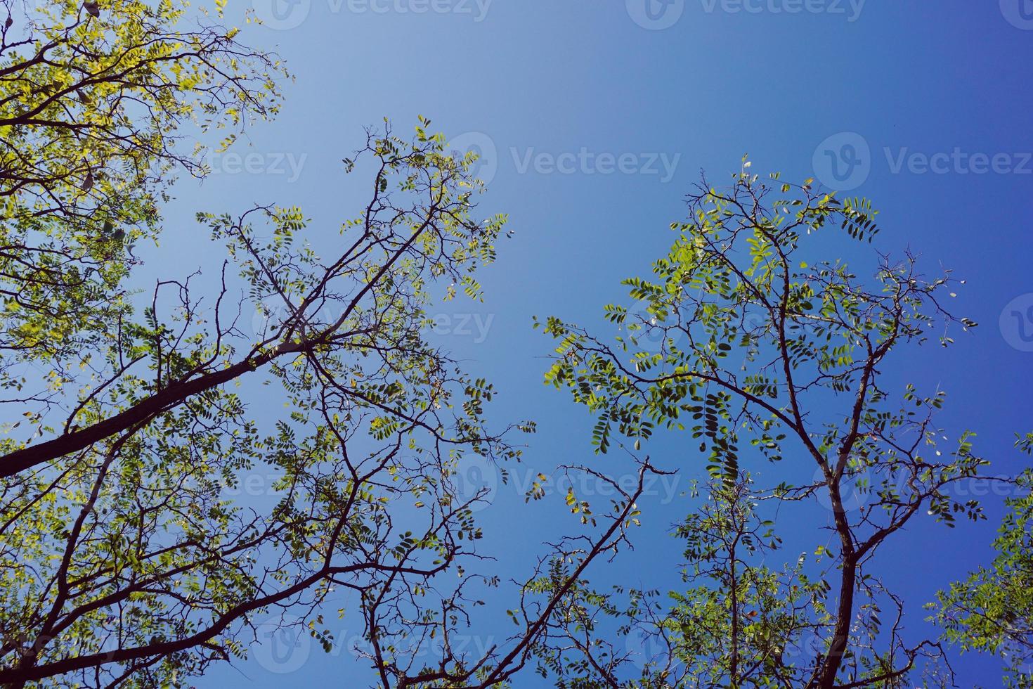 galhos de árvores e céu azul foto