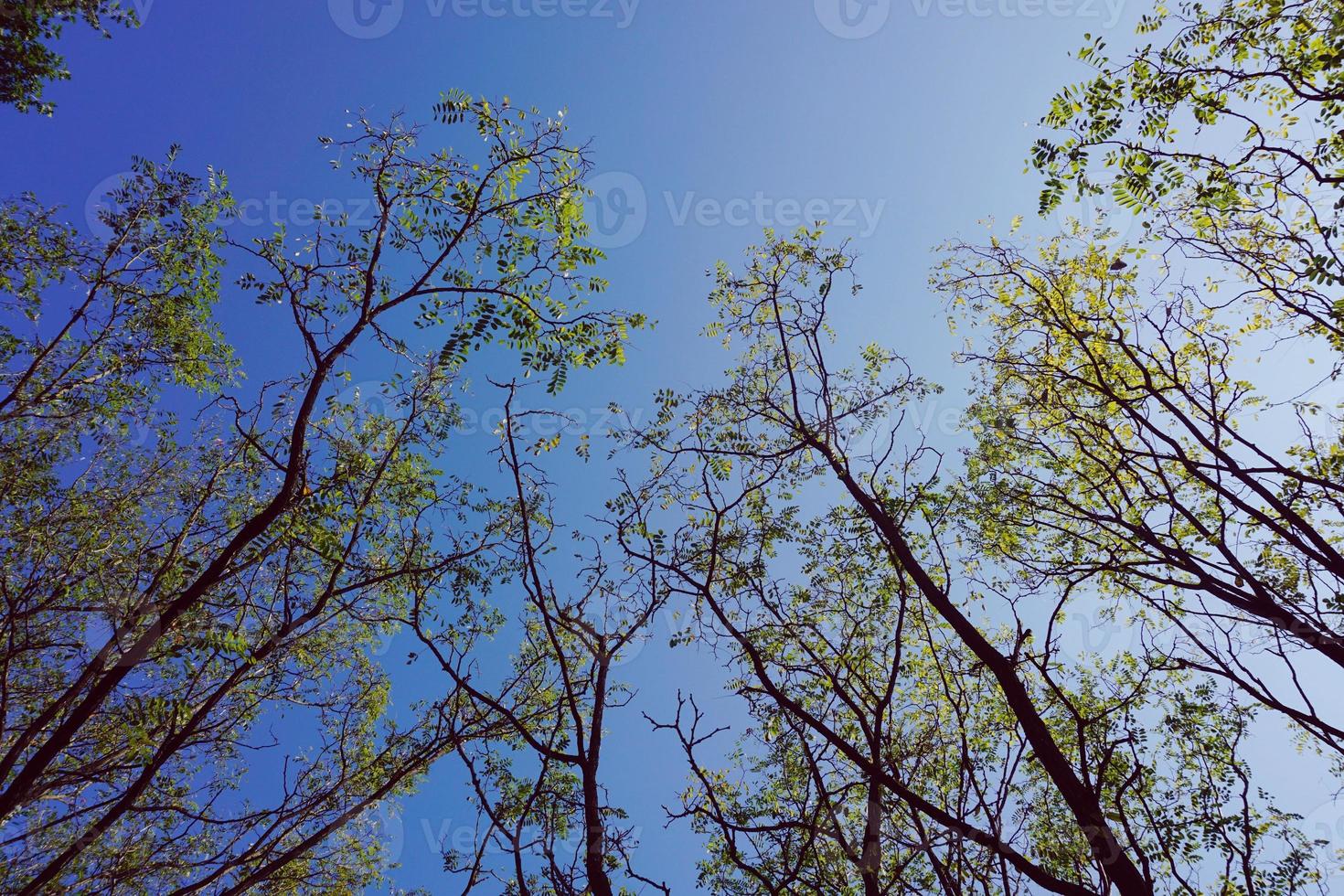 galhos de árvores e céu azul foto