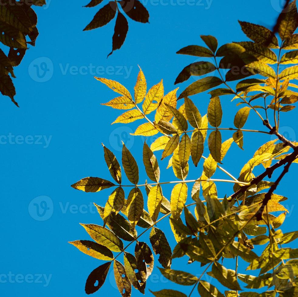 folhas verdes da árvore e céu azul foto