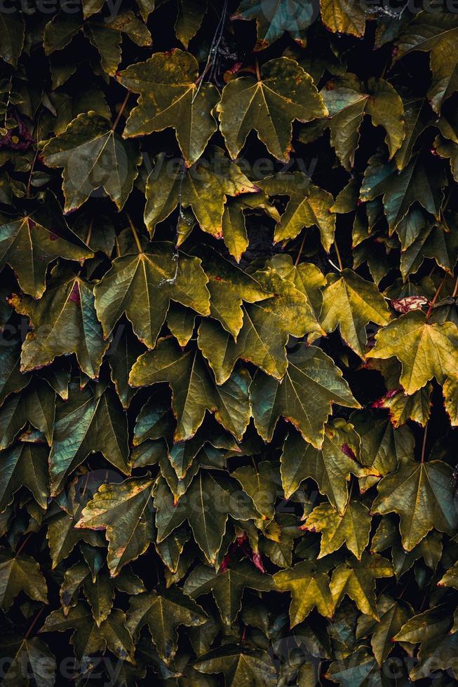 folhas verdes da planta na primavera foto