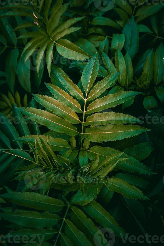 planta verde deixa o plano de fundo texturizado foto